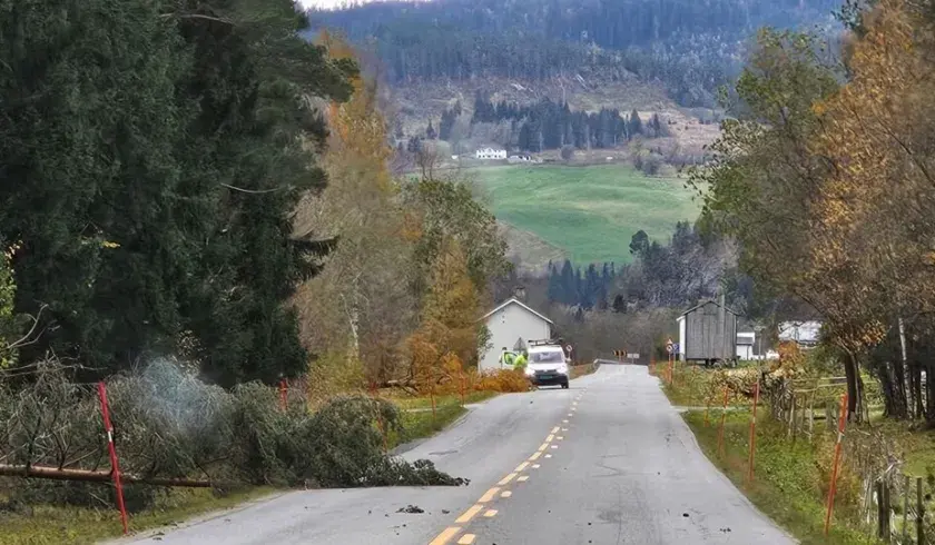Veltet tr&aelig;r i Orkland